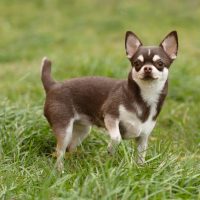 Чихуахуалар туралы 33 қызықты мәліметтер