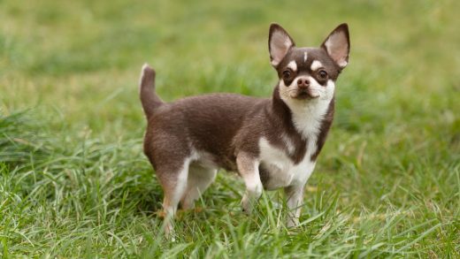 33 интересных факта о чихуахуа 33 интересных факта о чихуахуа