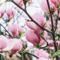 Магнолиялар туралы 33 қызықты мәліметтер