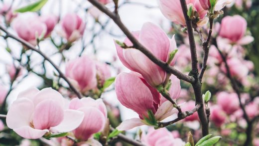 Магнолиялар туралы 33 қызықты мәліметтер