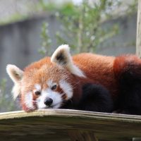 27 интересных фактов о красных пандах