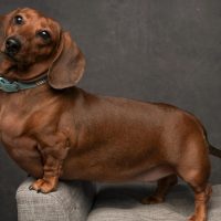 31 интересный факт о таксах