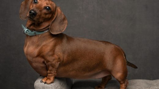 Таксалар туралы 31 қызықты мәліметтер