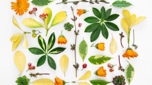 Ботаника туралы 27 қызықты мәліметтер