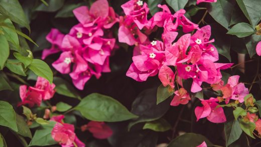 Бугеньвиллия туралы 29 қызықты мәліметтер