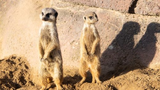 Мангусттар мен сурикаттар туралы 35 қызықты мәліметтер