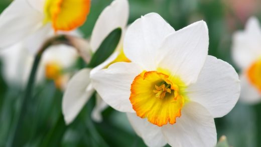 Нарцисс гүлдері туралы 32 қызықты мәліметтер