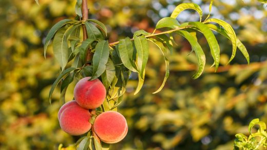 Шабдалы ағаштары туралы 37 қызықты мәліметтер