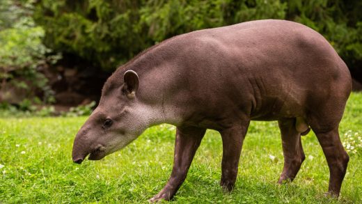 Тапирлер туралы 34 қызықты мәліметтер