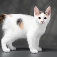 Жапон бобтейлдері туралы 21 қызықты мәліметтер