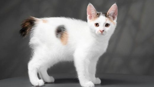 Жапон бобтейлдері туралы 21 қызықты мәліметтер