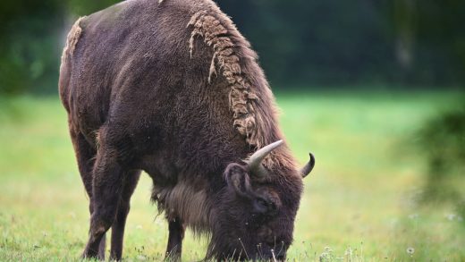 Зубрлар туралы 28 қызықты мәліметтер