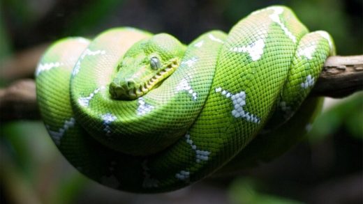 15 интересных фактов о древесных удавах