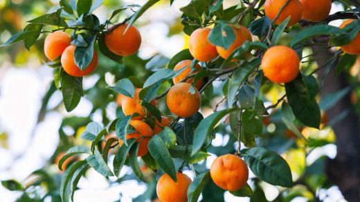 38 интересных фактов об апельсиновых деревьях