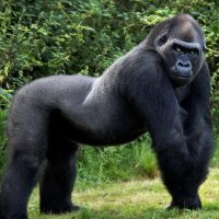 Батыс гориллалары туралы 34 қызықты мәліметтер