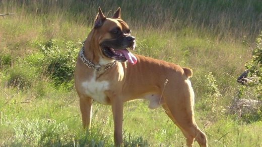 Боксёр иттері туралы 37 қызықты мәліметтер