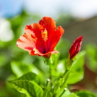 Гибискус туралы 17 қызықты мәліметтер