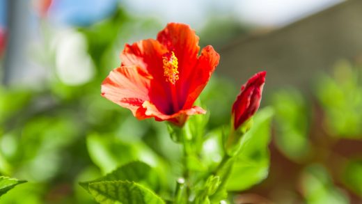 Гибискус туралы 17 қызықты мәліметтер