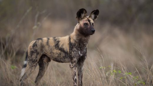 Гиеналар туралы 21 қызықты мәліметтер