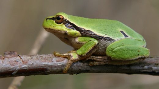 17 интересных фактов о квакшах