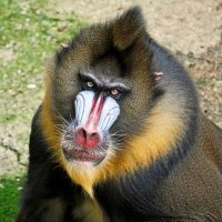 33 интересных факта о мандрилах