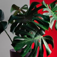 Монстера өсімдігі туралы 34 қызықты мәліметтер