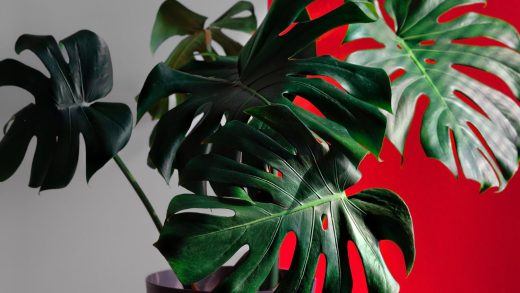 34 интересных факта о монстере