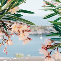 Олеандр туралы 23 қызықты мәліметтер