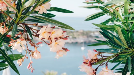 23 интересных факта об олеандре