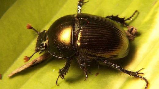 Қоңыз-скарабейлер туралы 22 қызықты мәліметтер