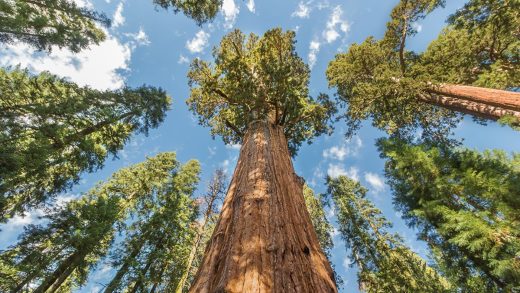 17 интересных фактов о секвойе