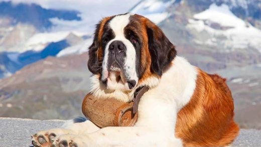 Сенбернарлар туралы 35 қызықты мәліметтер