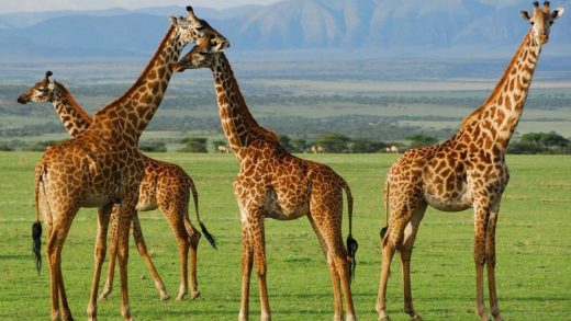 Серенгети ұлттық саябағы туралы 31 қызықты мәліметтер