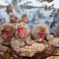 Жапон макакалары туралы 39 қызықты мәліметтер