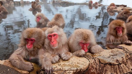 Жапон макакалары туралы 39 қызықты мәліметтер