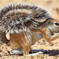 Жер тиіндері туралы 32 қызықты мәліметтер