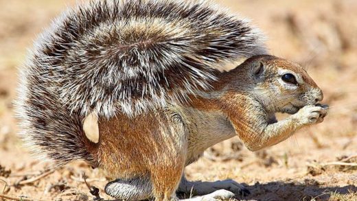 32 интересных факта о земляных белках