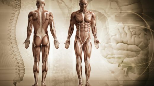 Адам анатомиясы туралы 20 қызықты мәліметтер