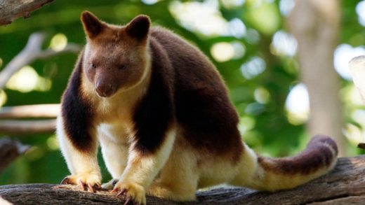 Ағаш кенгурулері туралы 17 қызықты мәліметтер