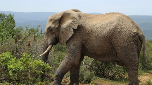 Азиялық пілдер туралы 21 қызықты мәліметтер