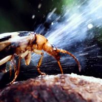 Бомбалаушы қоңыздар туралы 22 қызықты мәліметтер