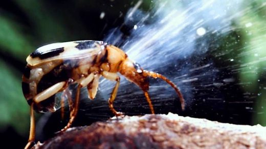 Бомбалаушы қоңыздар туралы 22 қызықты мәліметтер