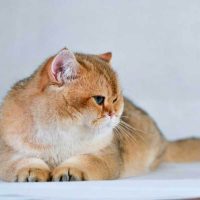 Британдық қысқа жүнді мысықтар туралы 17 қызықты мәліметтер