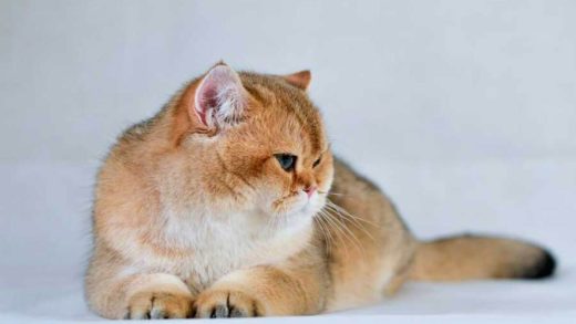 Британдық қысқа жүнді мысықтар туралы 17 қызықты мәліметтер