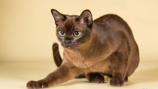 Бурма мысықтары туралы 24 қызықты мәліметтер