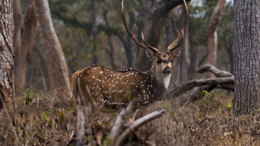 31 интересный факт о пятнистых оленях