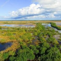 Эверглейдс батпақтары туралы 25 қызықты мәліметтер