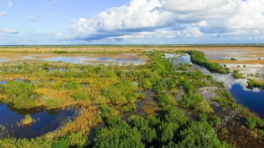 Эверглейдс батпақтары туралы 25 қызықты мәліметтер