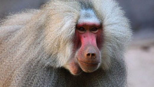 32 интересных факта о павианах-гамадрилах