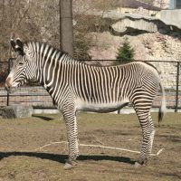 Греви зебралары туралы 15 қызықты мәліметтер